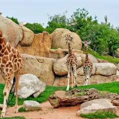 Un grupo de jirafas pasea por un recinto rocoso y verde en el zoo de Valencia.
