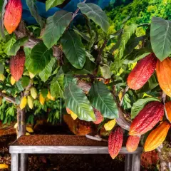 Cacaoteros con frutos rojos y amarillos, evocando el origen de los chocolates Valor.