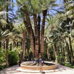 Un hombre admira la exuberante vegetación y las palmeras del parque municipal Elche, un oasis de tranquilidad.