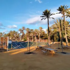 Un día soleado en el palmeral de Alicante, con palmeras altas, un circuito para patinar y mesas de picnic bajo el cielo azul.