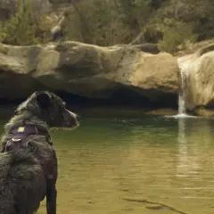Gos amb arnès morat admira una petita cascada en uns gorgs per anar amb gossos.