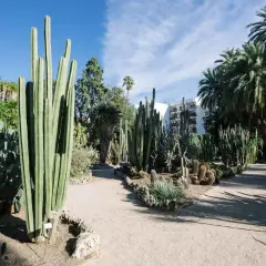 Un sendero serpentea entre cactus gigantes y palmeras en el jardín botánico de Valencia.