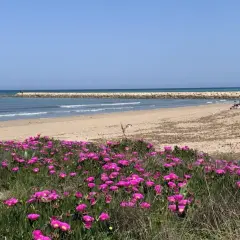 Flores rosadas bordean la **playa Deveses**, donde familias disfrutan del sol y el mar.