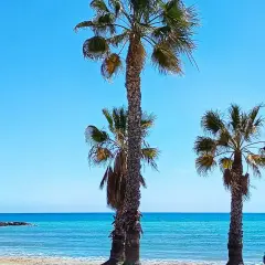 Palmeras en la playa del cerezo, con el mar turquesa y un cielo azul intenso. Una persona sentada en una silla mira el horizonte.