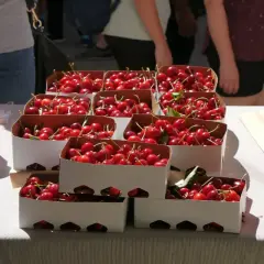 Cajas de cerezas rojas y brillantes listas para la venta en la fiesta de la cereza. Una balanza naranja a la izquierda.
