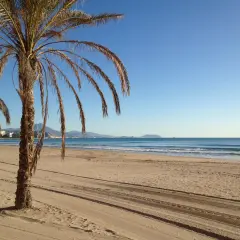 Palmeras en la playa Muchavista, con el mar azul y montañas al fondo bajo un cielo despejado.