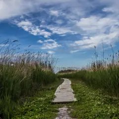 Sendero de madera serpentea entre juncos altos y flores silvestres, bajo un cielo azul con nubes algodonosas. Un lugar perfecto para un paseo tranquilo, quizás cerca de una font salada oliva.