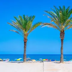 Dos palmeras flanquean un camino de madera hacia las playas de Costa Blanca, llenas de sombrillas y gente disfrutando del sol.