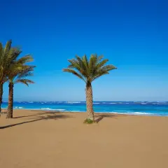Palmeras en la arena dorada, mar azul turquesa y cielo despejado. Un paraíso que evoca las mejores playas de Dénia.