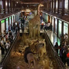 Niños observan dioramas de animales en el museo ciencias naturales valencia. Jirafa, leones y cebras en exhibición.