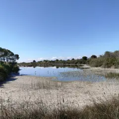 Flamencos rosados en el raco de l'olla, un humedal con vegetación exuberante y cielo azul despejado.
