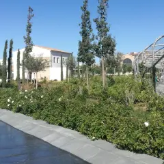 Un paseo por el parque central Valencia, con rosales en flor y un arco metálico.
