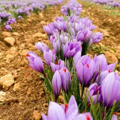 Campos de azafrán morado, con gotas de rocío, en la ruta del azafrán.