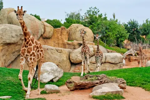 Un grupo de jirafas pasea por un recinto rocoso y verde en el zoo de Valencia.