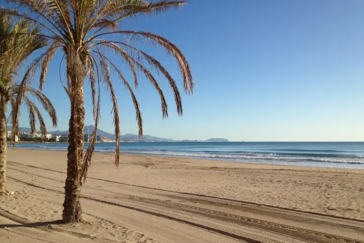 Palmeras en una playa de arena dorada en la Costa Blanca, con el mar azul y montañas al fondo.