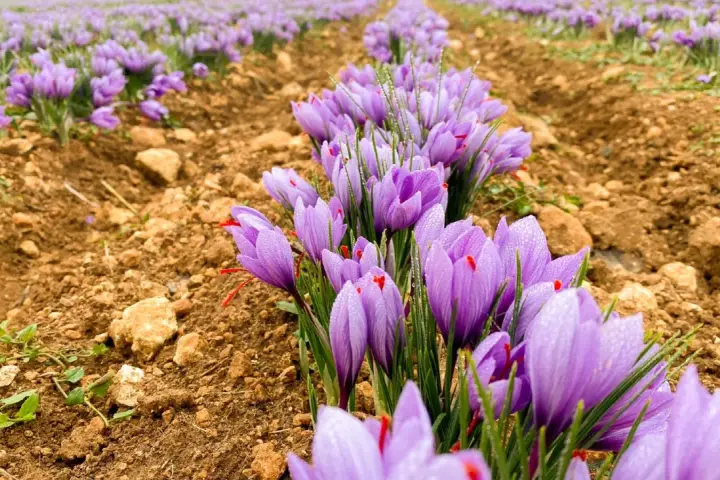 Campos de azafrán morado, con gotas de rocío, en la ruta del azafrán.