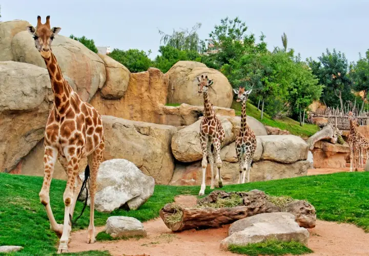 Un grupo de jirafas pasea por un recinto rocoso y verde en el zoo de Valencia.