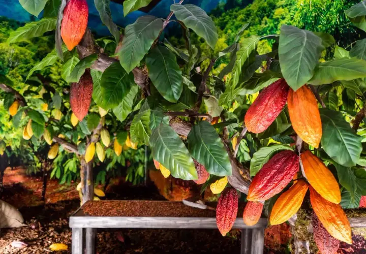 Cacaoteros con frutos rojos y amarillos, evocando el origen de los chocolates Valor.