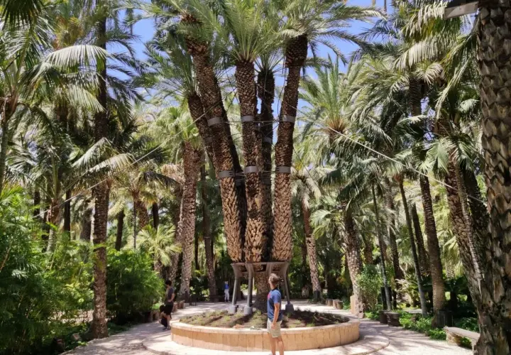 Un hombre admira la exuberante vegetación y las palmeras del parque municipal Elche, un oasis de tranquilidad.