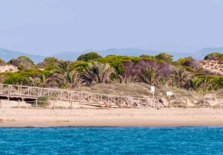 Pasarela de madera que sube a la vegetación dunar en la playa Los Tusales. El mar azul contrasta con la arena y las palmeras.