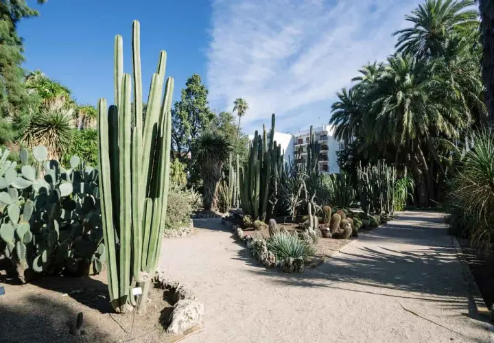 Un sendero serpentea entre cactus gigantes y palmeras en el jardín botánico de Valencia.