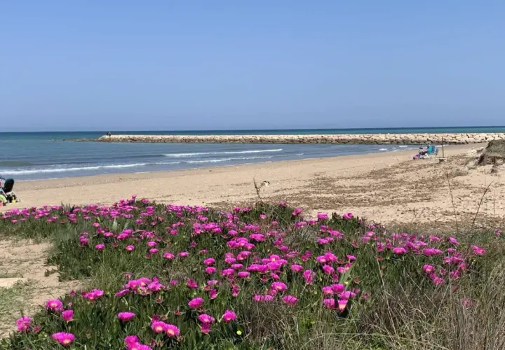 Flores rosadas bordean la **playa Deveses**, donde familias disfrutan del sol y el mar.