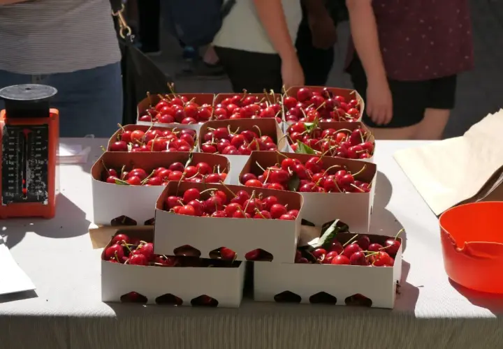 Cajas de cerezas rojas y brillantes listas para la venta en la fiesta de la cereza. Una balanza naranja a la izquierda.