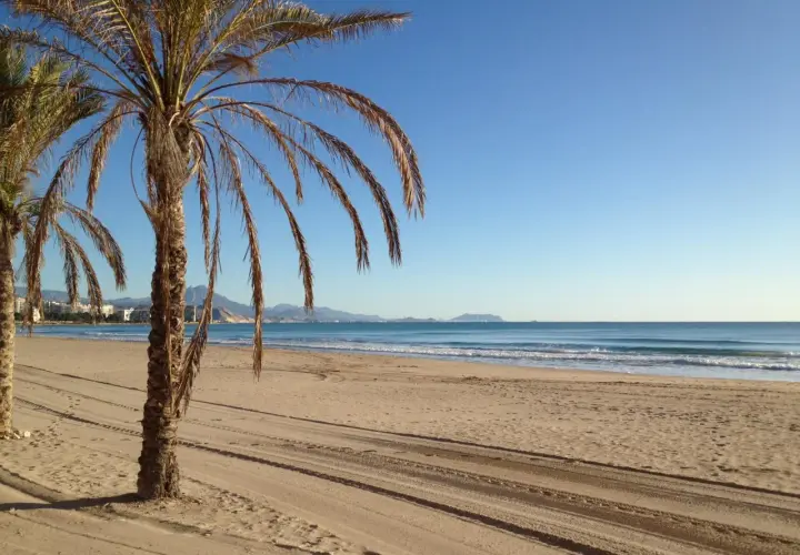 Palmeras en la playa Muchavista, con el mar azul y montañas al fondo bajo un cielo despejado.