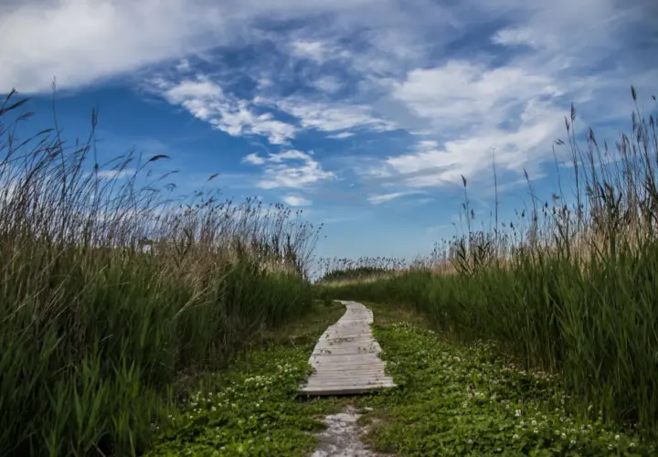 Sendero de madera serpentea entre juncos altos y flores silvestres, bajo un cielo azul con nubes algodonosas. Un lugar perfecto para un paseo tranquilo, quizás cerca de una font salada oliva.