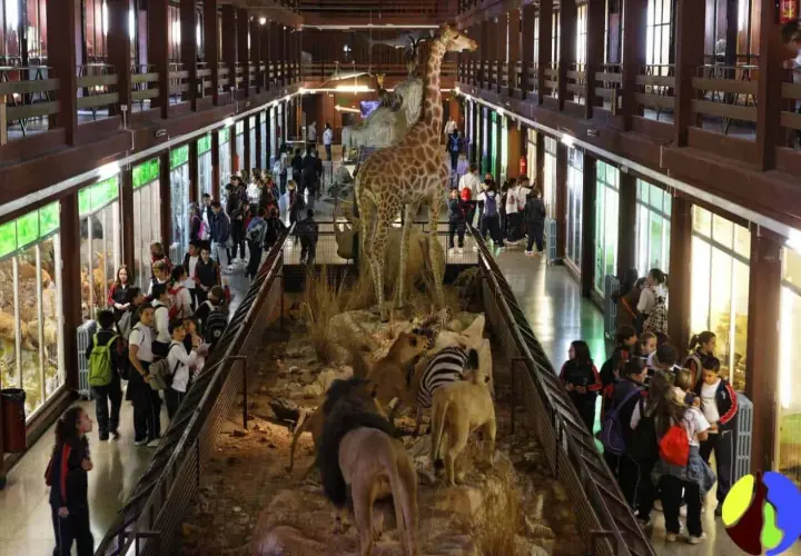 Niños observan dioramas de animales en el museo ciencias naturales valencia. Jirafa, leones y cebras en exhibición.