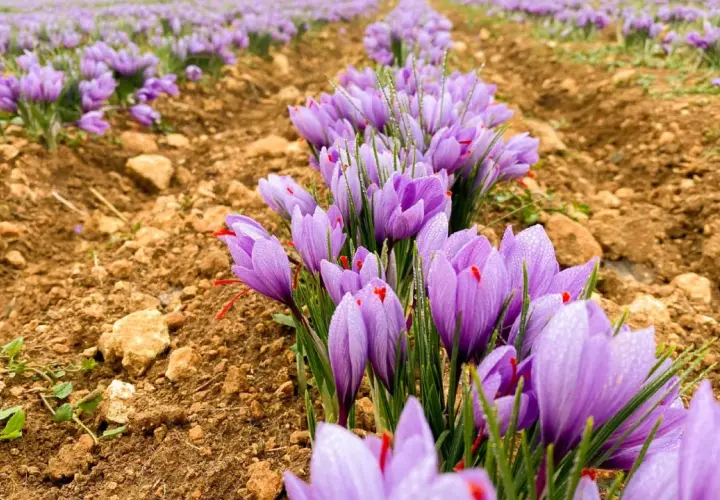 Campos de azafrán morado, con gotas de rocío, en la ruta del azafrán.