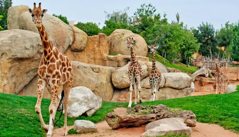 Un grupo de jirafas pasea por un recinto rocoso y verde en el zoo de Valencia.
