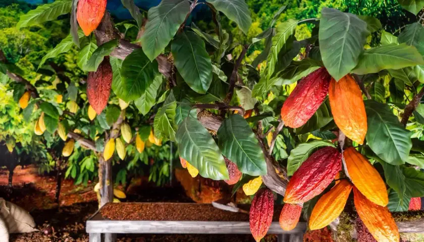 Cacaoteros con frutos rojos y amarillos, evocando el origen de los chocolates Valor.