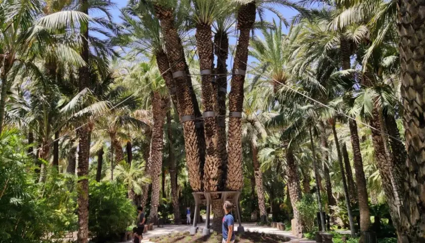 Un hombre admira la exuberante vegetación y las palmeras del parque municipal Elche, un oasis de tranquilidad.