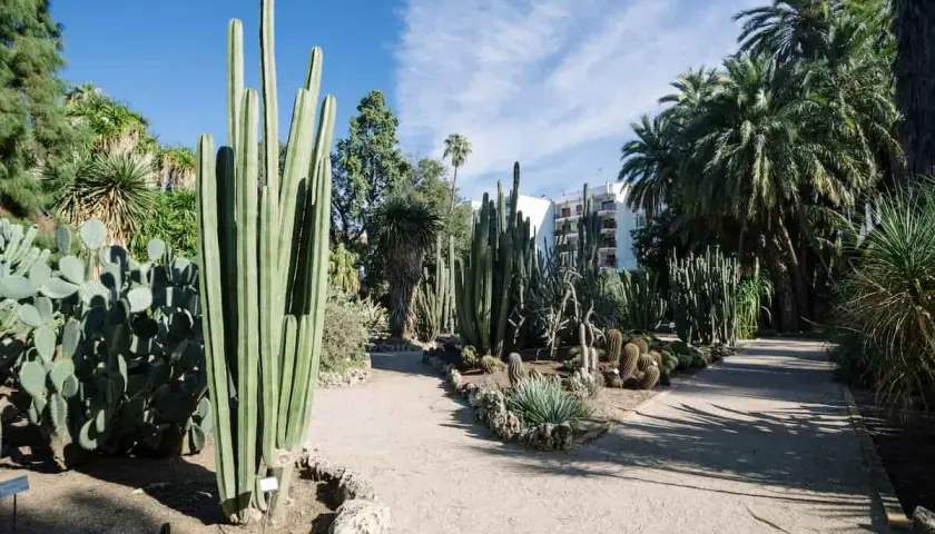 Un sendero serpentea entre cactus gigantes y palmeras en el jardín botánico de Valencia.