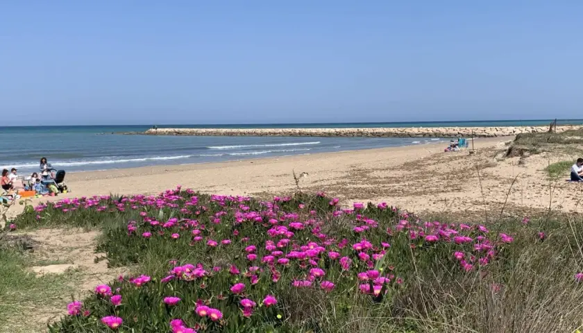 Flores rosadas bordean la **playa Deveses**, donde familias disfrutan del sol y el mar.