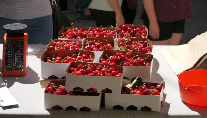 Cajas de cerezas rojas y brillantes listas para la venta en la fiesta de la cereza. Una balanza naranja a la izquierda.