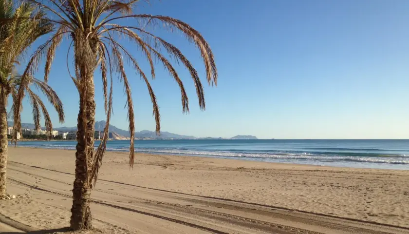 Palmeras en la playa Muchavista, con el mar azul y montañas al fondo bajo un cielo despejado.