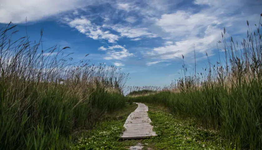 Sendero de madera serpentea entre juncos altos y flores silvestres, bajo un cielo azul con nubes algodonosas. Un lugar perfecto para un paseo tranquilo, quizás cerca de una font salada oliva.