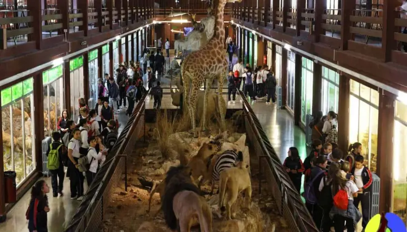 Niños observan dioramas de animales en el museo ciencias naturales valencia. Jirafa, leones y cebras en exhibición.