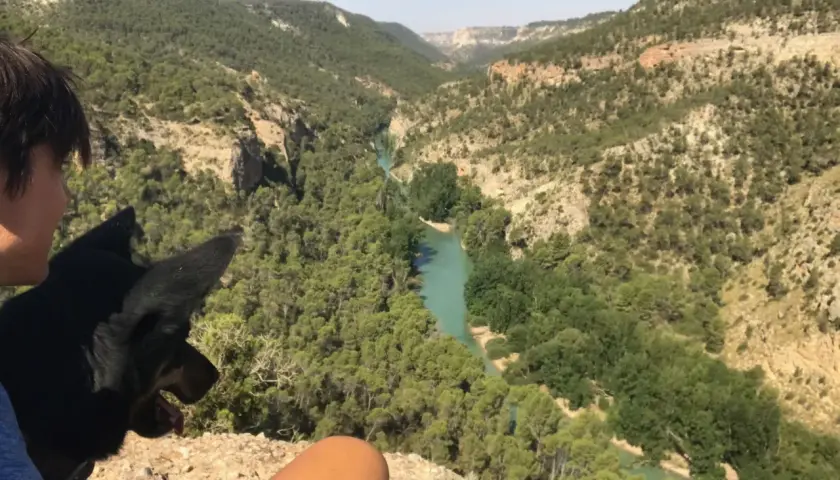 Un perro y una persona contemplan los impresionantes cañones del Júcar, con un río turquesa serpenteando entre montañas cubiertas de pinos.