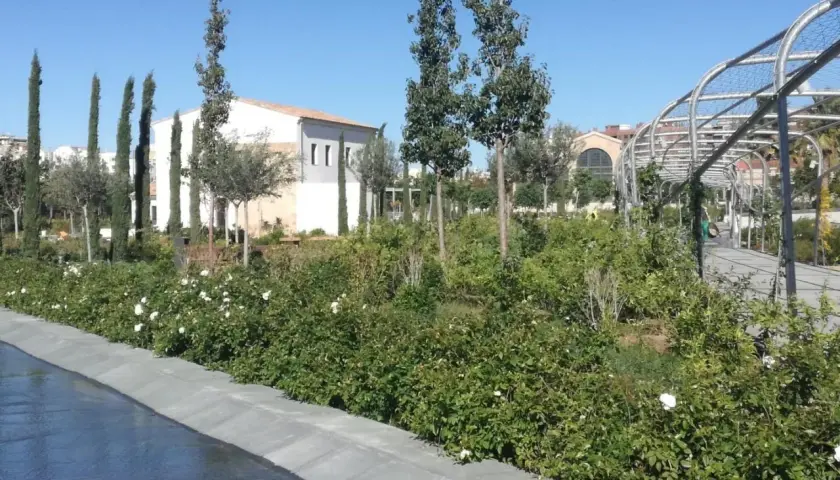 Un paseo por el parque central Valencia, con rosales en flor y un arco metálico.