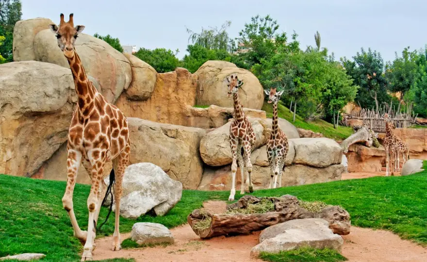 ¿Merece la pena BIOPARC Valencia? Guía de visita