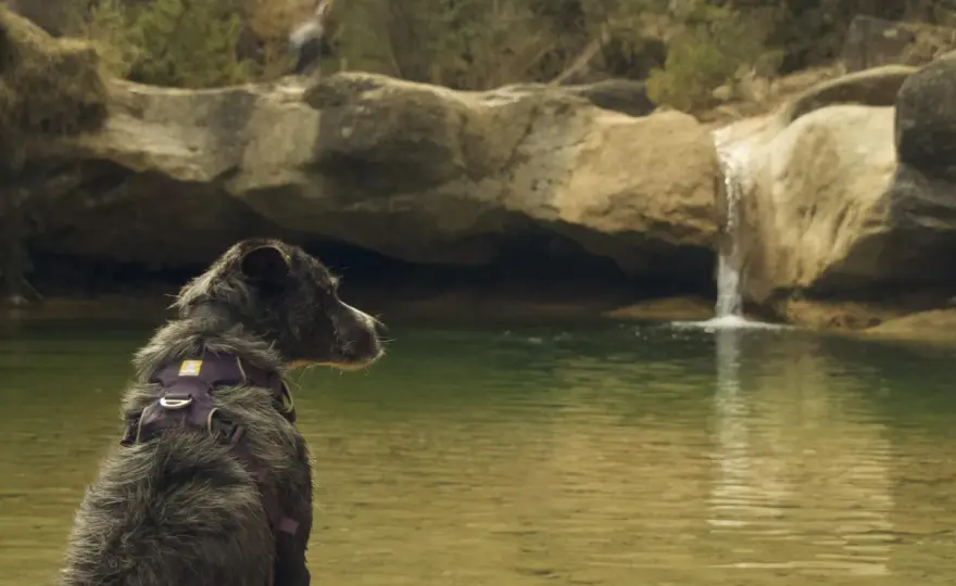 Gorgs con perro - ¿Cuál es el ideal para tu aventura?
