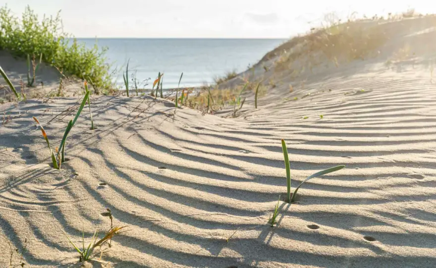 Playa Terranova, Oliva - ¿Tu plan ideal o mejor buscar otra?