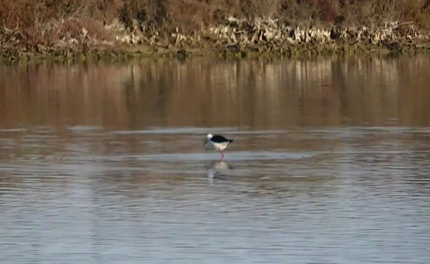 Salinas de Santa Pola - Rutas, aves y cómo disfrutar la visita