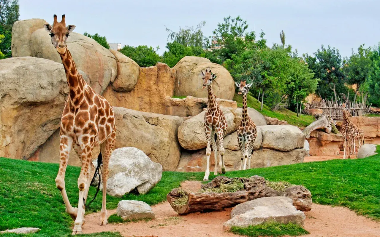 Un grupo de jirafas pasea por un recinto rocoso y verde en el zoo de Valencia.