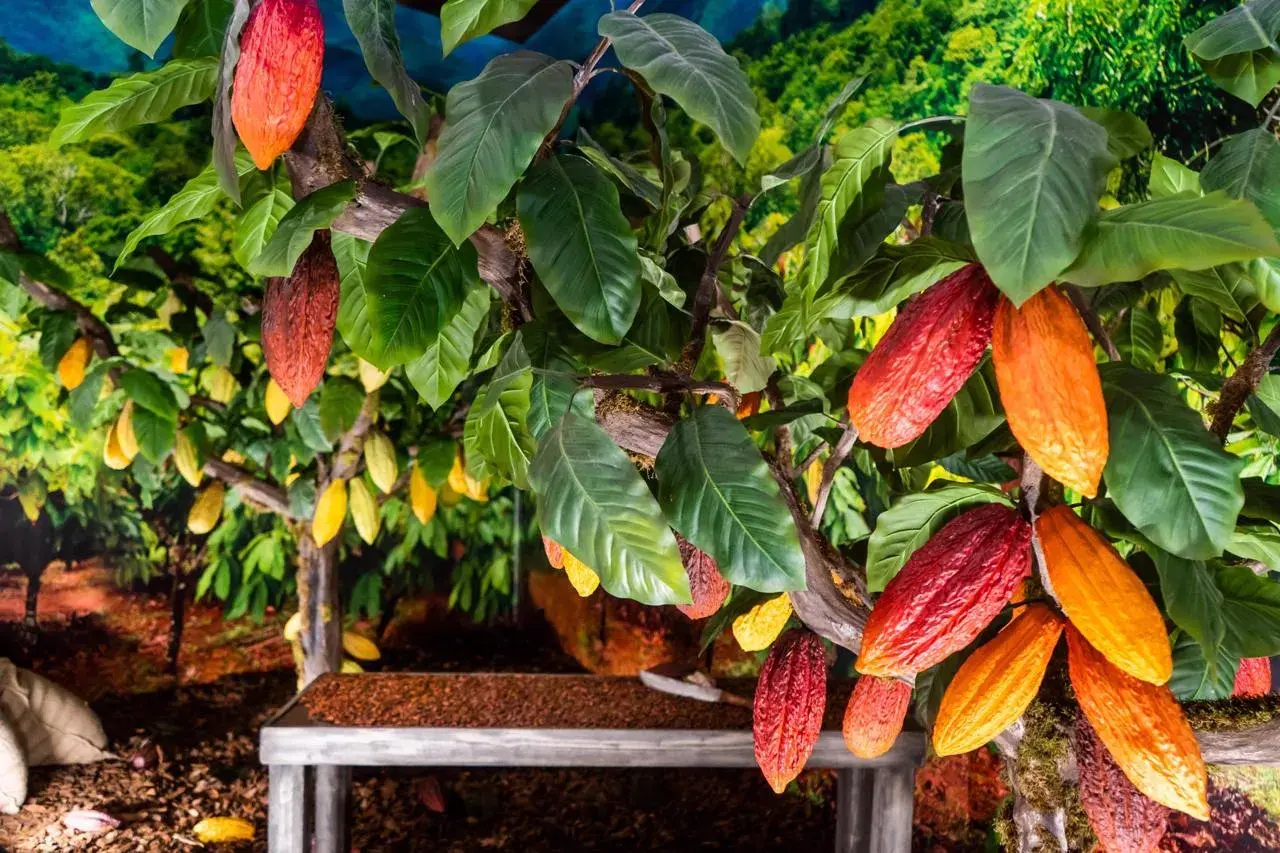 Cacaoteros con frutos rojos y amarillos, evocando el origen de los chocolates Valor.