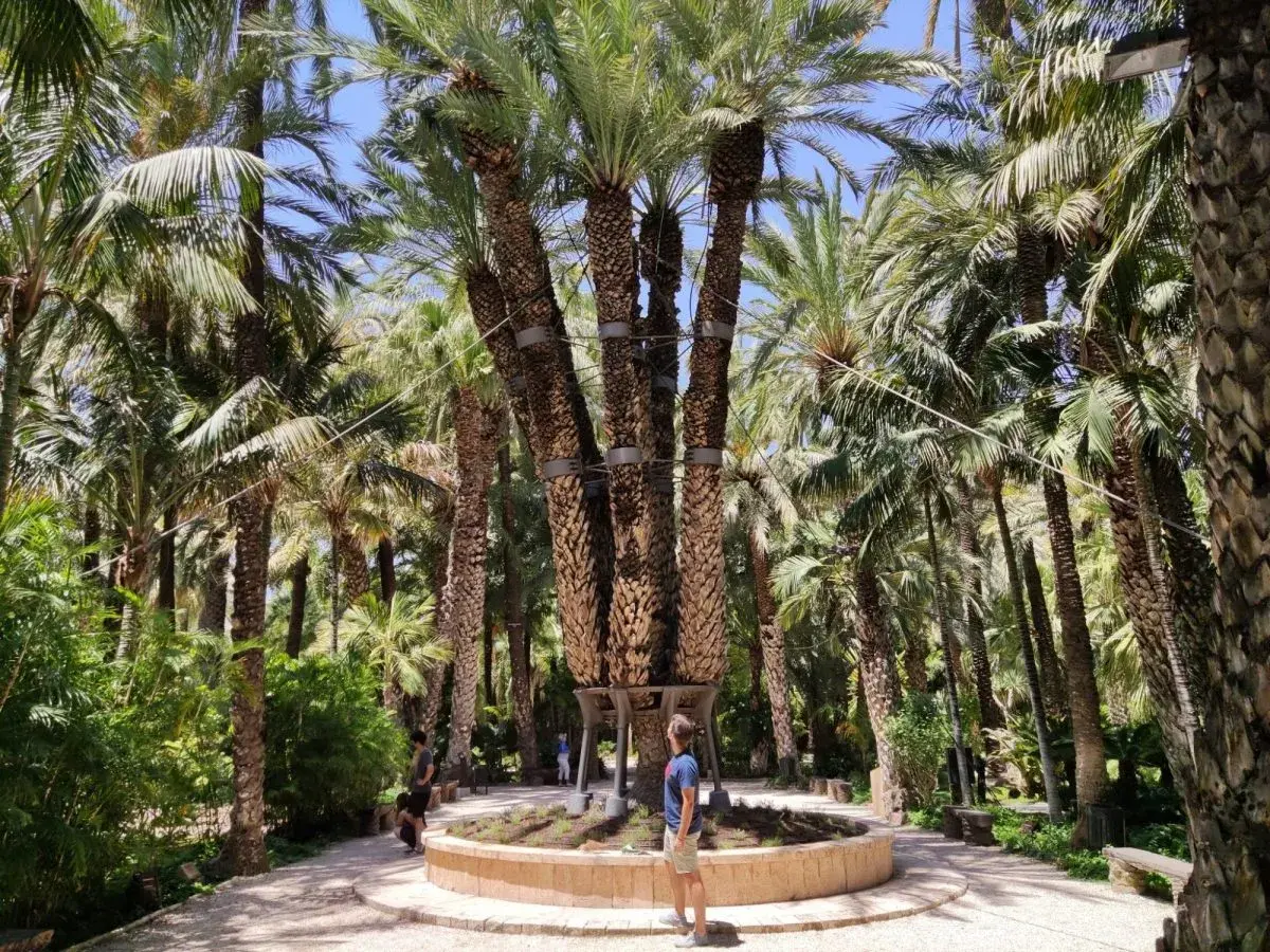 Un hombre admira la exuberante vegetación y las palmeras del parque municipal Elche, un oasis de tranquilidad.
