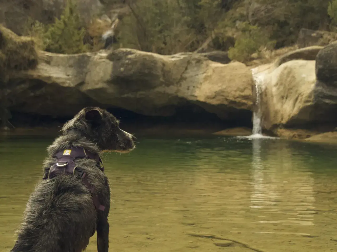 Gos amb arnès morat admira una petita cascada en uns gorgs per anar amb gossos.